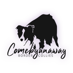Comebyanaway Border Collies