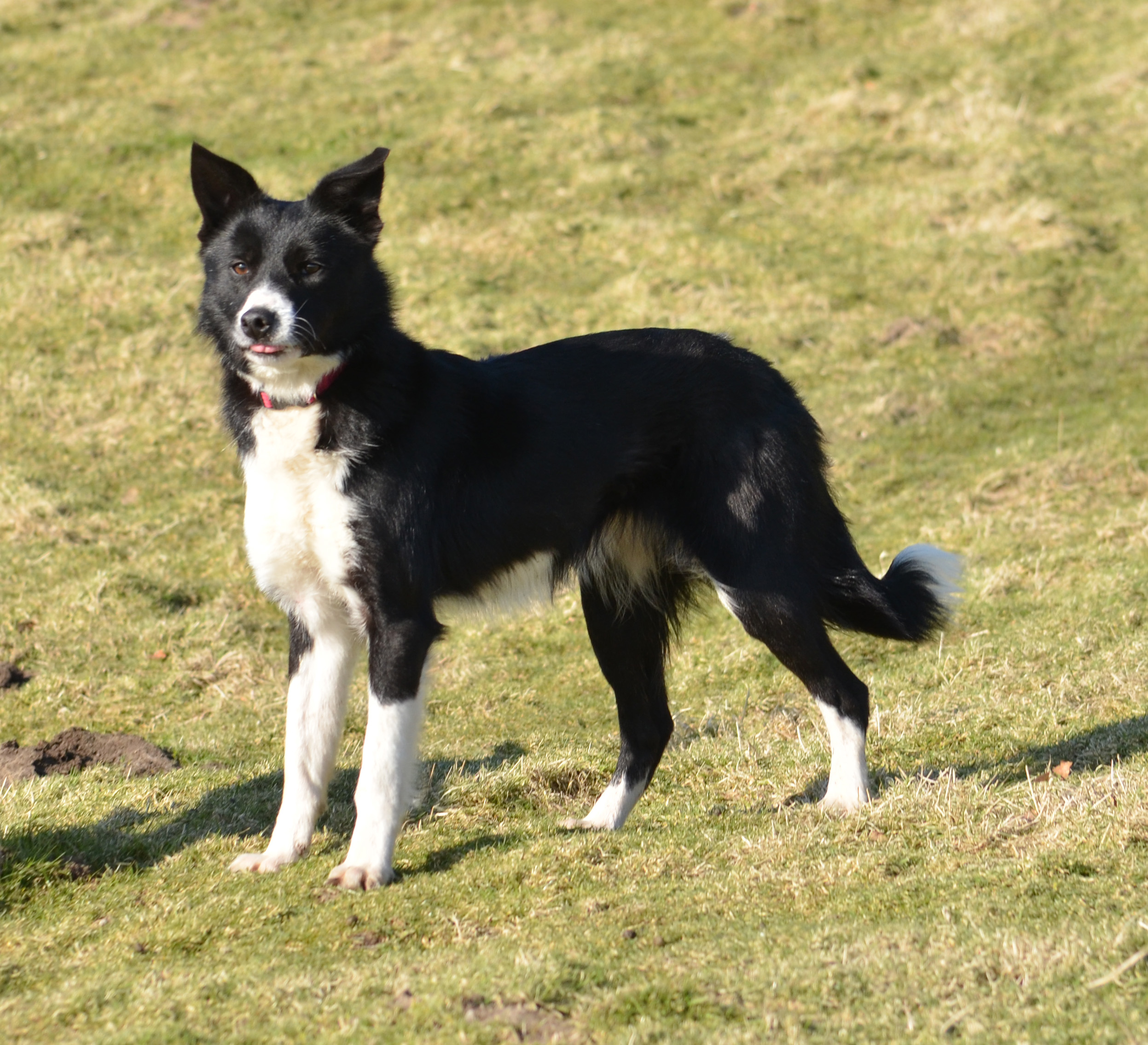 Comebyanaway store border collies