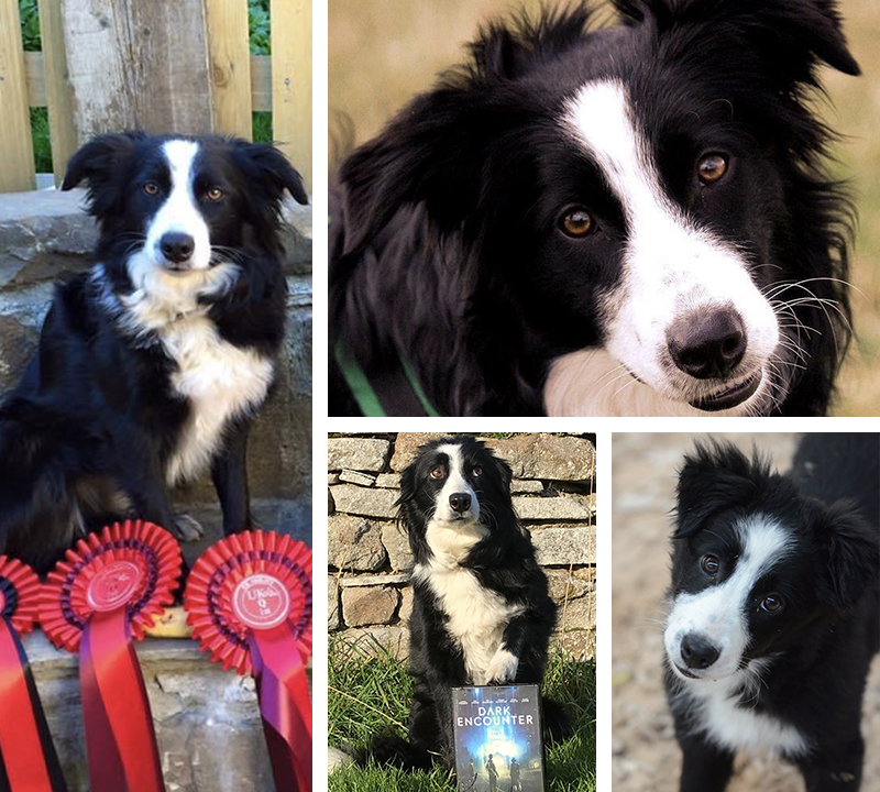 Comebyanaway store border collies