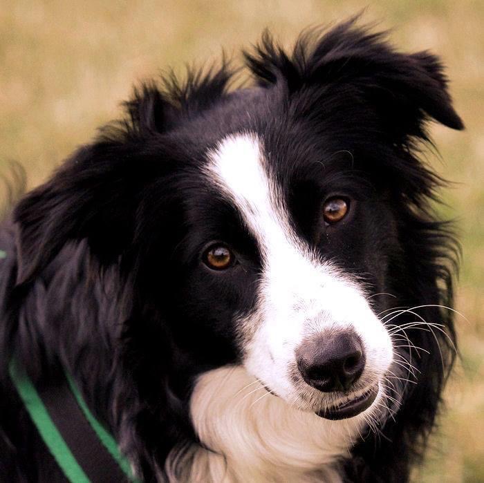 Comebyanaway store border collies