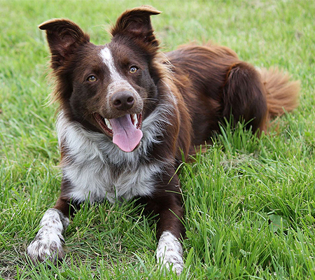 are border collies born with short hair